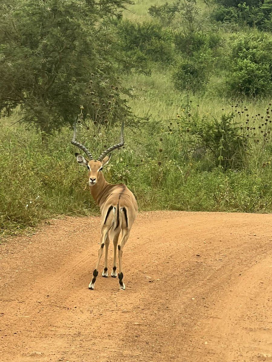 Gilbert Arinda🇺🇬 tweet media