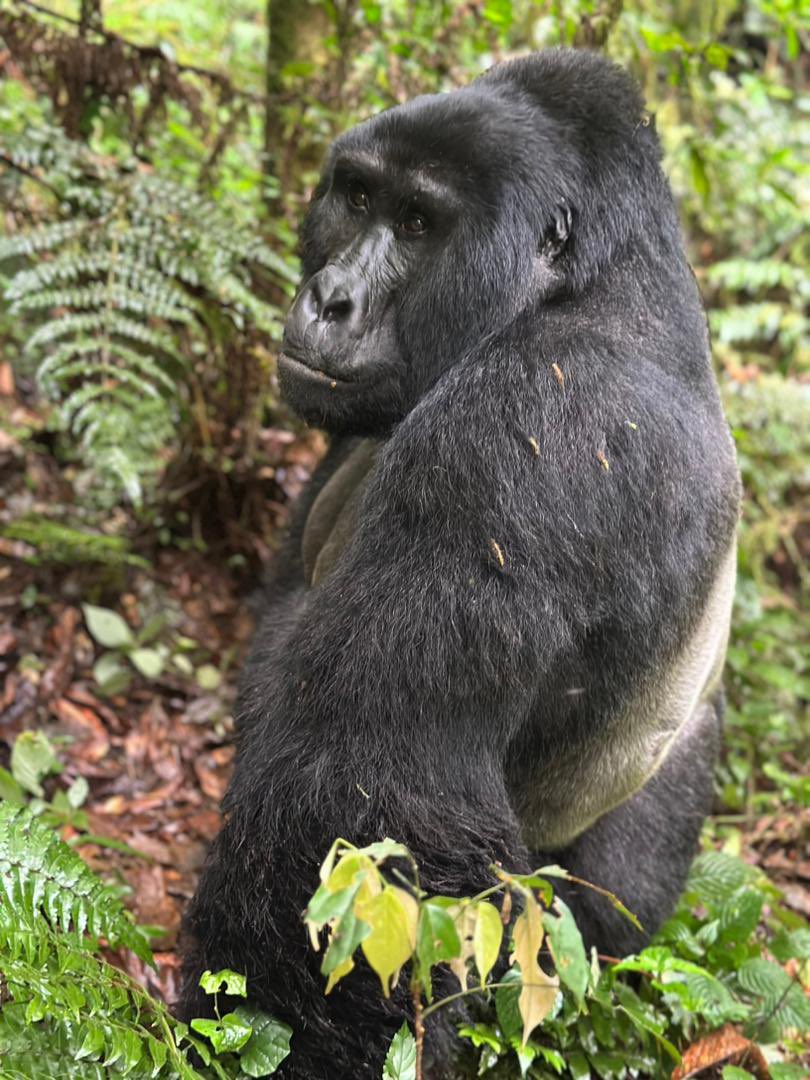 Gilbert Arinda🇺🇬 tweet media