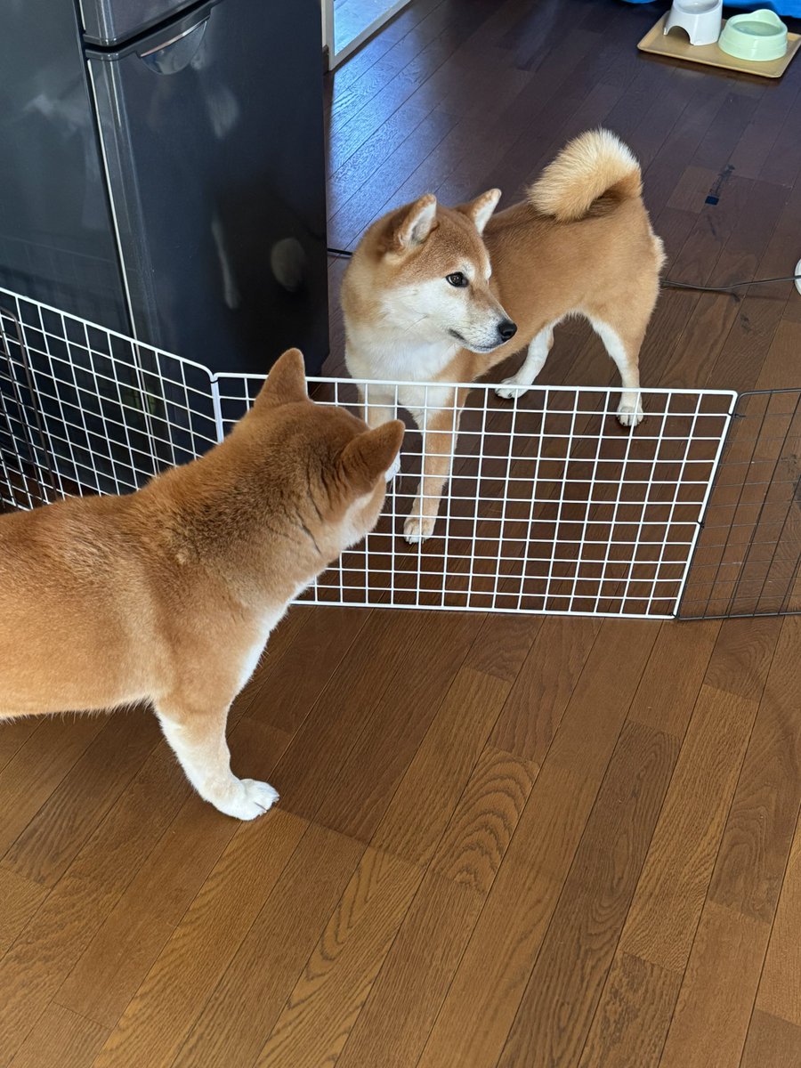 こんにちはむぎちゃんぎんちゃんなのだ