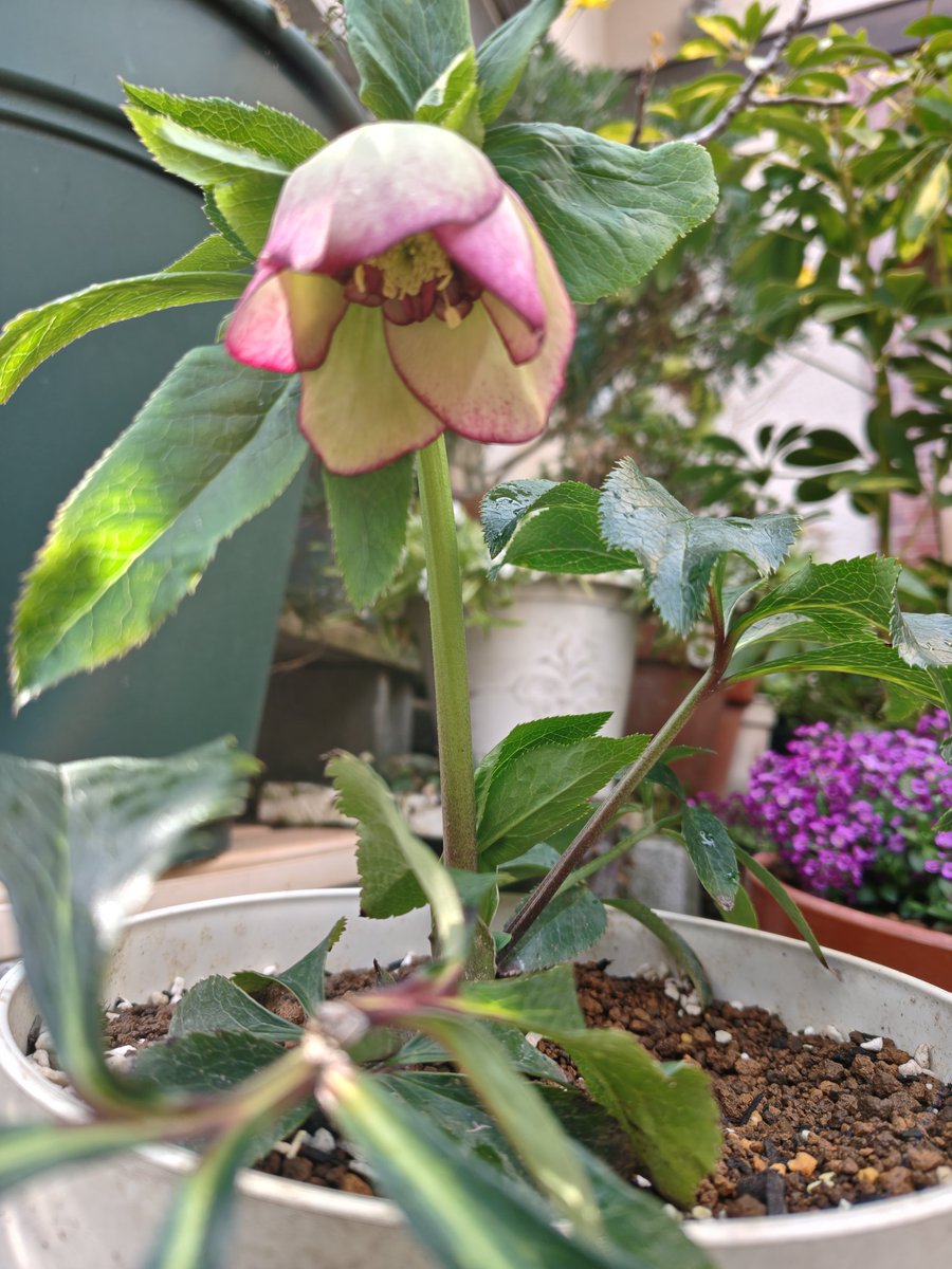 完全開花ー (ﾉ≧∀≦)ﾉ #初めてのクリスマスローズ