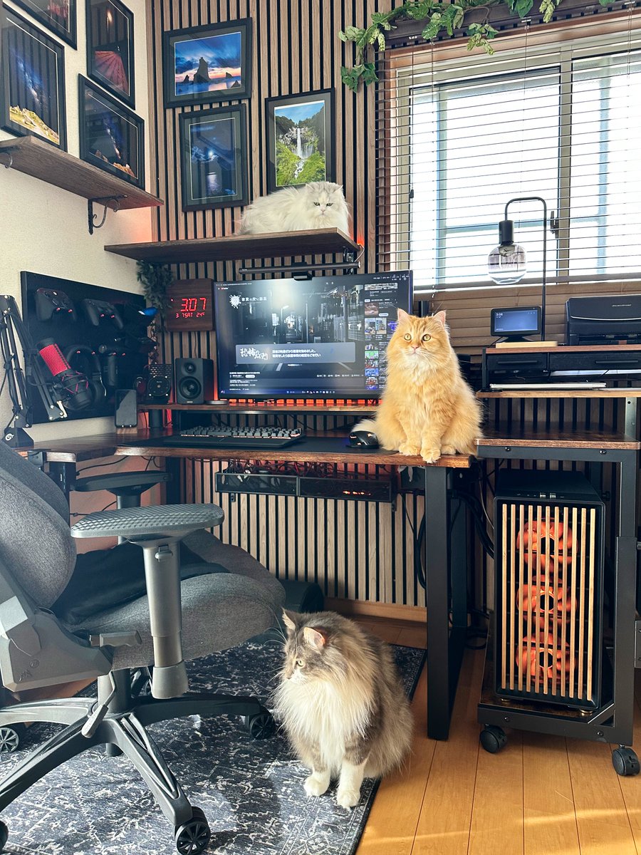 理想のデスク環境が出来たと思ったら秒で猫フェス会場になった。