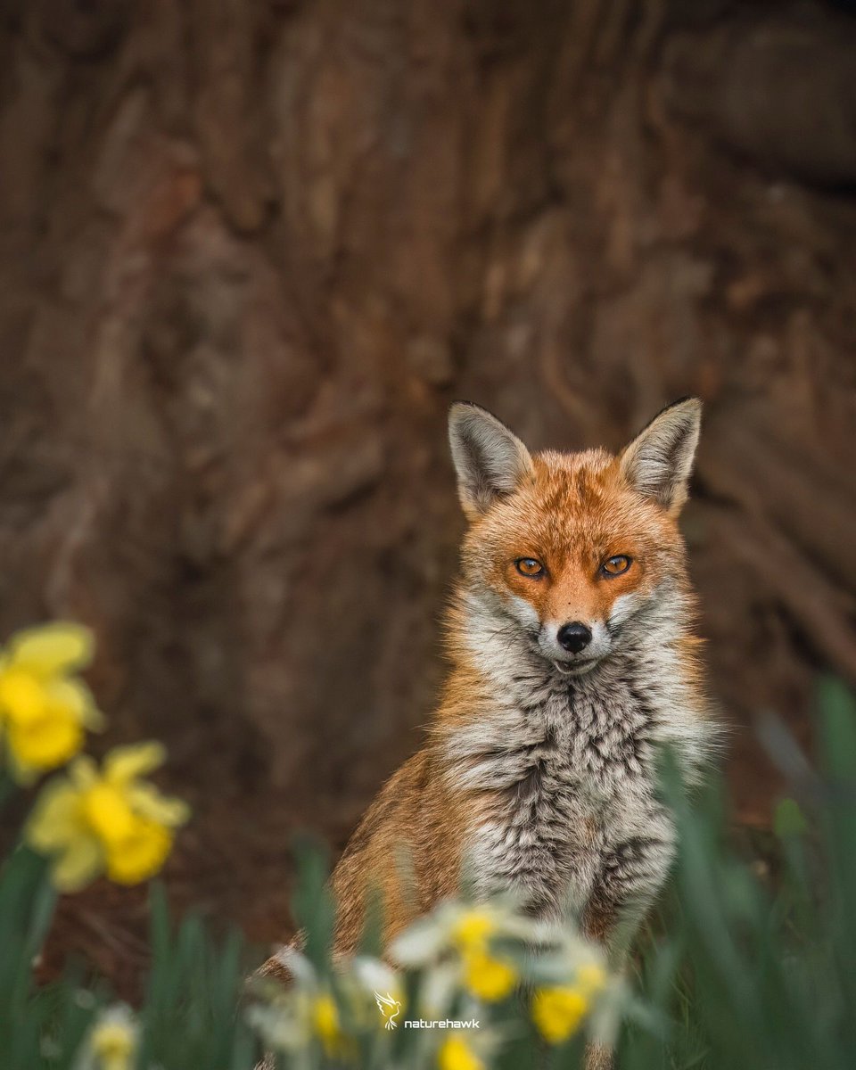 Chris Packham tweet media