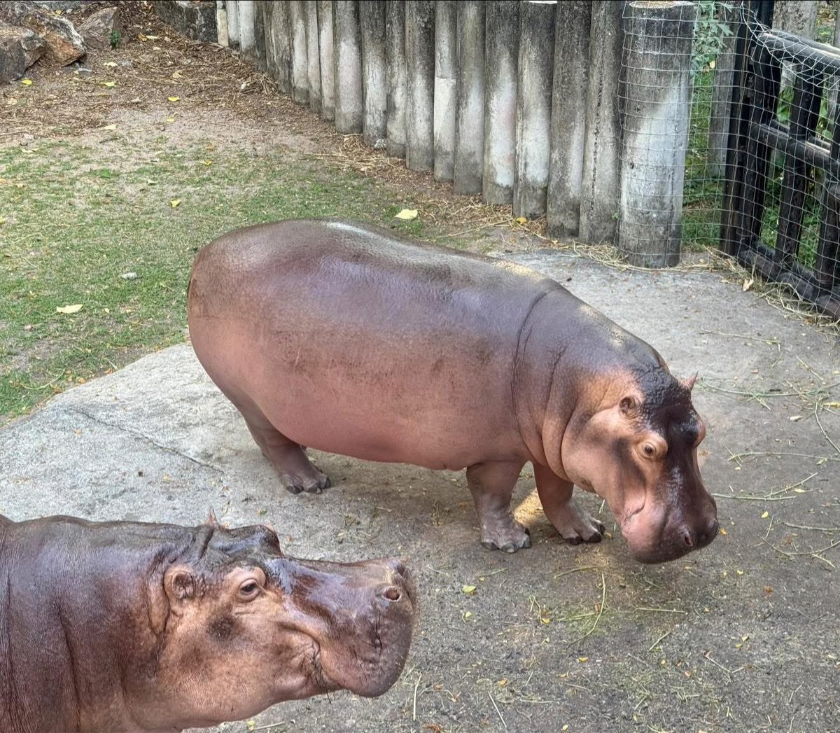 เมื่อคืนนอนเร็ว เช้ามาหน้าใสเลย #hippo #PygmyHippo #ขาหมูแอนด์เดอะแก๊ง #หมูเด้งเด้งกี่โมง #Moodeng #พี่ขาหมู #สวนสัตว์เปิดเขาเขียว