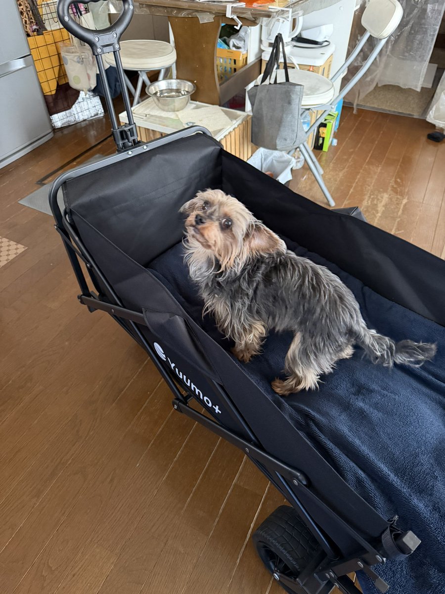 あんころもち tweet media