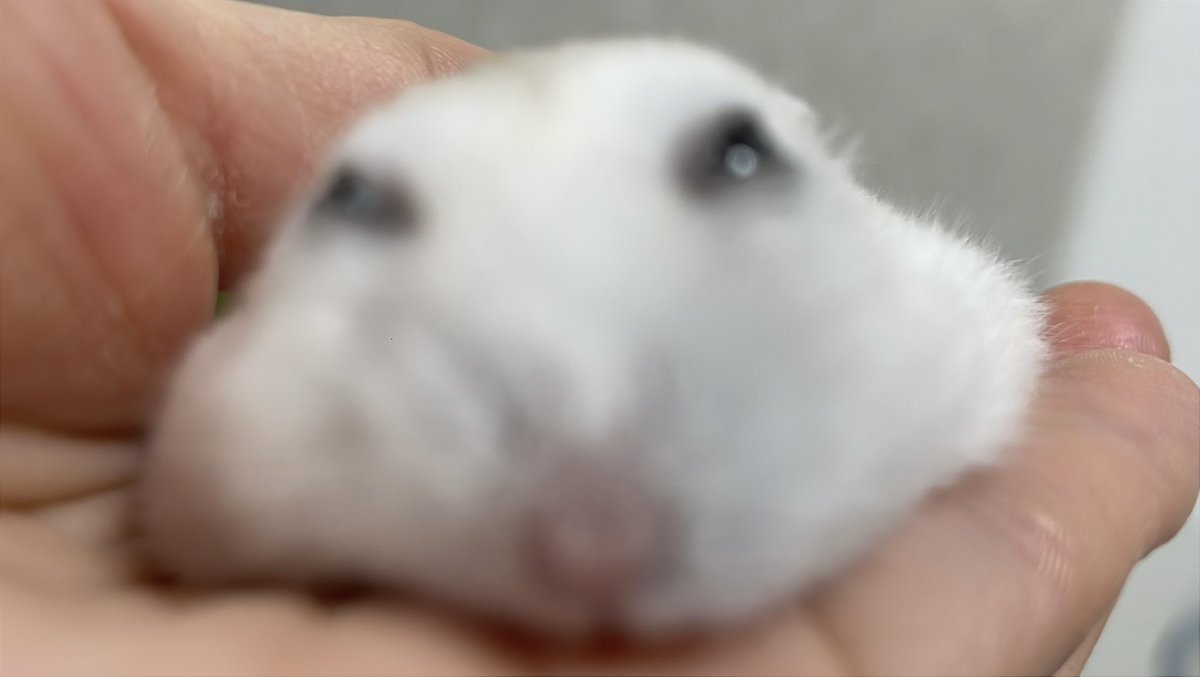 보보는우다다햄 tweet media