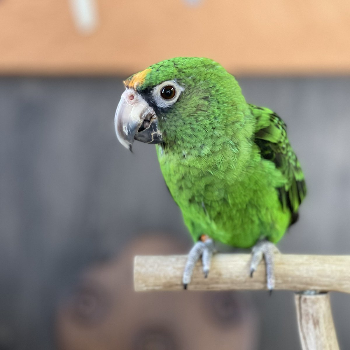 parrot_freak's tweet photo. 今日の☕️オウムカフェ
🦜ズアカハネナガインコの男の仔、
元気に成長中です。
副食はさつまいもと枝豆が大好き。 最近は少しお喋りもできるようになりました。
只今お迎え募集中。 素敵なご縁をお待ちしております🍀
https://t.co/kZb7SNJtLY

#ズアカハネナガインコ #ズアカハネナガ販売 #birdcafe https://t.co/uwwXwoSozJ