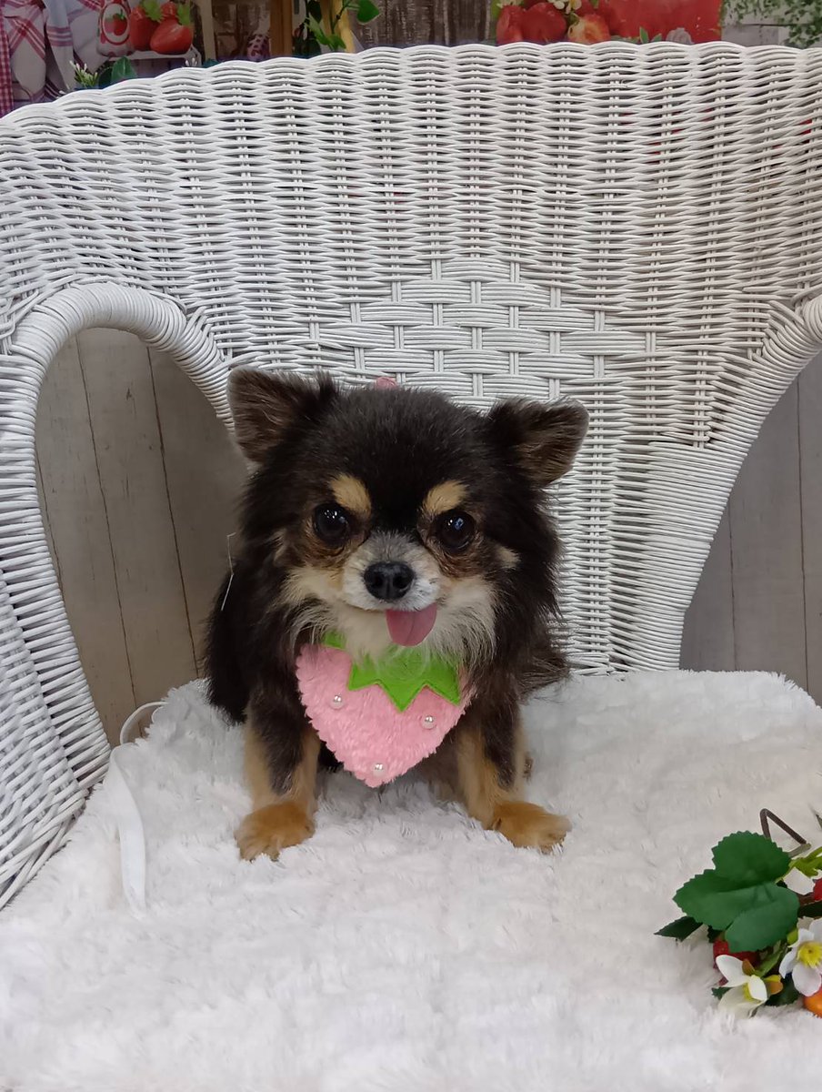 おまめさん tweet media