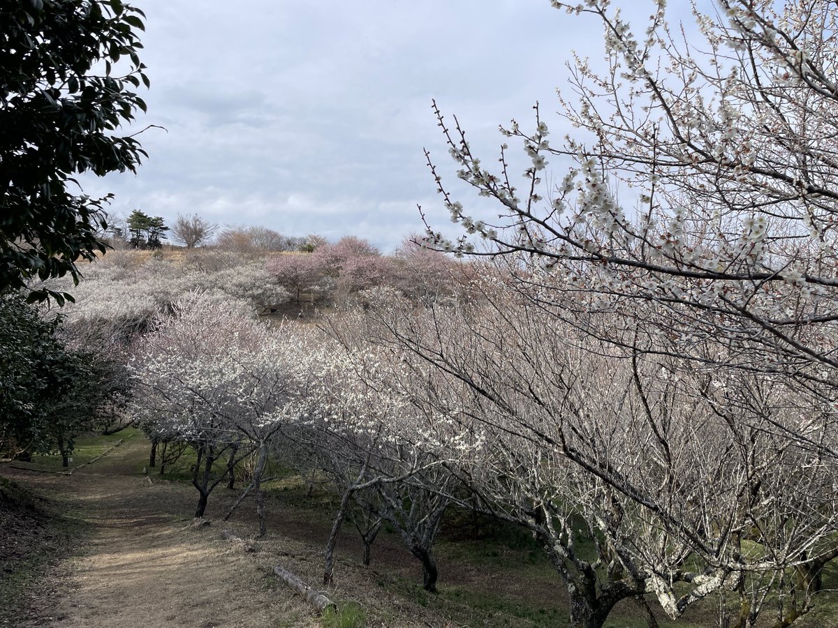BuSuruga's tweet photo. 裾野市の梅の里に行きました。大量の梅に囲まれて癒しです！香りも良し！ https://t.co/eAowRKvTtc