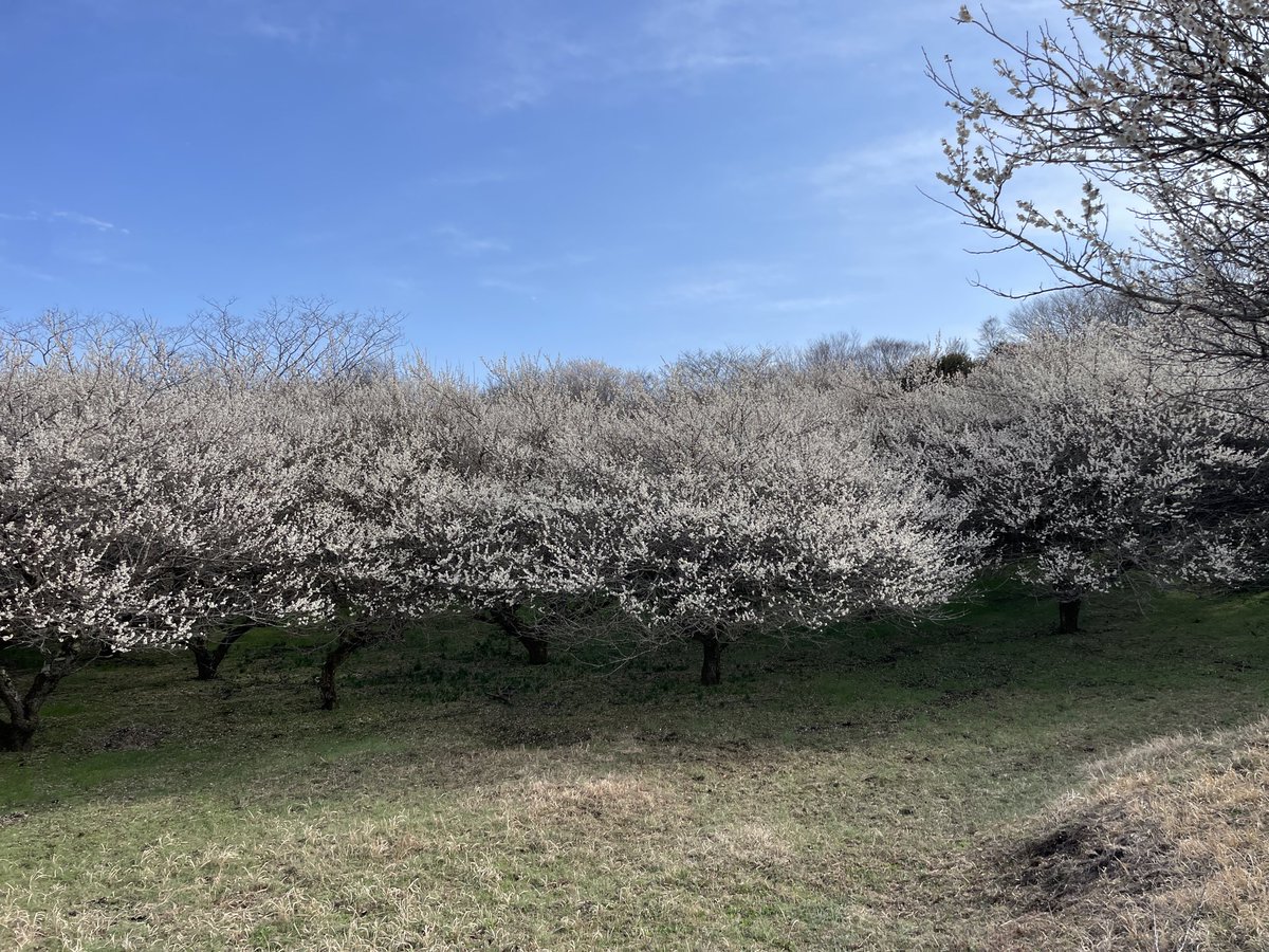 BuSuruga's tweet photo. 裾野市の梅の里に行きました。大量の梅に囲まれて癒しです！香りも良し！ https://t.co/eAowRKvTtc