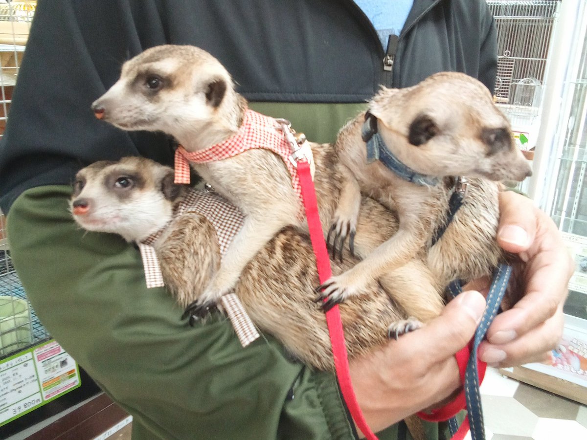 amigoimabari's tweet photo. みんなかわいい!
先日ミーアキャットをお迎えいただいたお客様が、おうちのミーアさんと一緒に来店してくださいました。
とっても幸せそうです。ありがとうございます!
#アミーゴ今治店 #ミーアキャット https://t.co/6hmChVNPJN