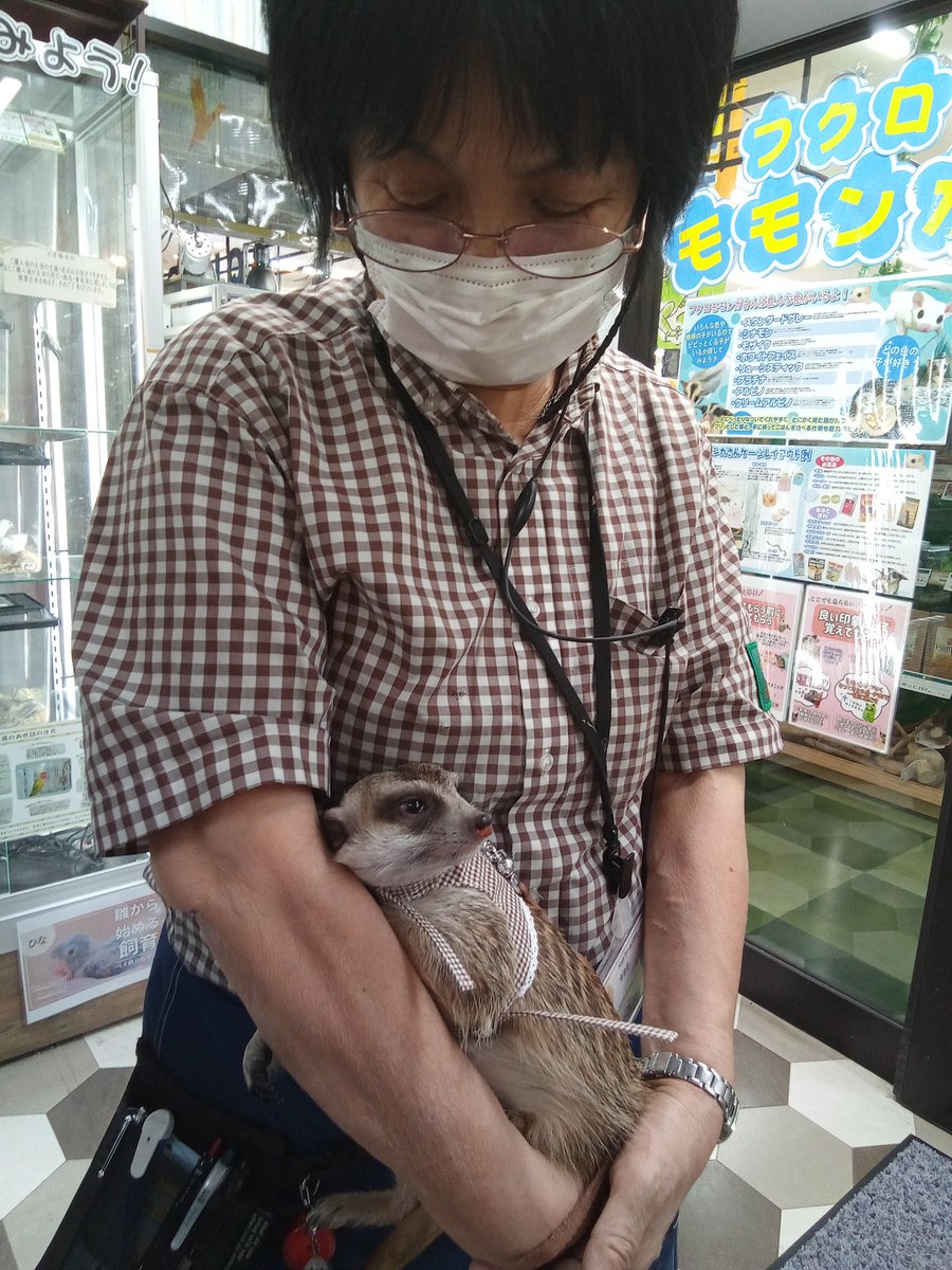 amigoimabari's tweet photo. みんなかわいい!
先日ミーアキャットをお迎えいただいたお客様が、おうちのミーアさんと一緒に来店してくださいました。
とっても幸せそうです。ありがとうございます!
#アミーゴ今治店 #ミーアキャット https://t.co/6hmChVNPJN
