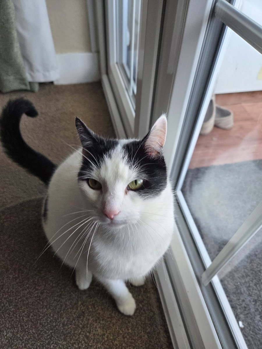 DenighUK's tweet photo. Studio cat Milo has been supervising activities this week at DENIGH HQ to make sure everything runs purrfectly. 

He's even made half of a heart shape with his tail, so come and share the love. 🫶

#caturday https://t.co/TfB41NspfE