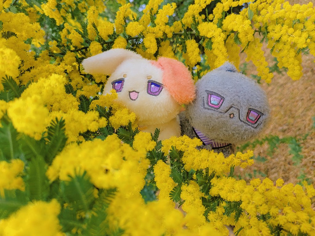 さんぽでミモザ見てきたよ⚘ .∘
