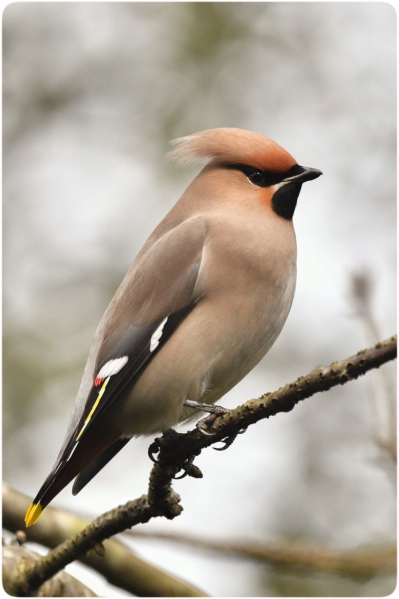 Omer🪶📷 tweet media