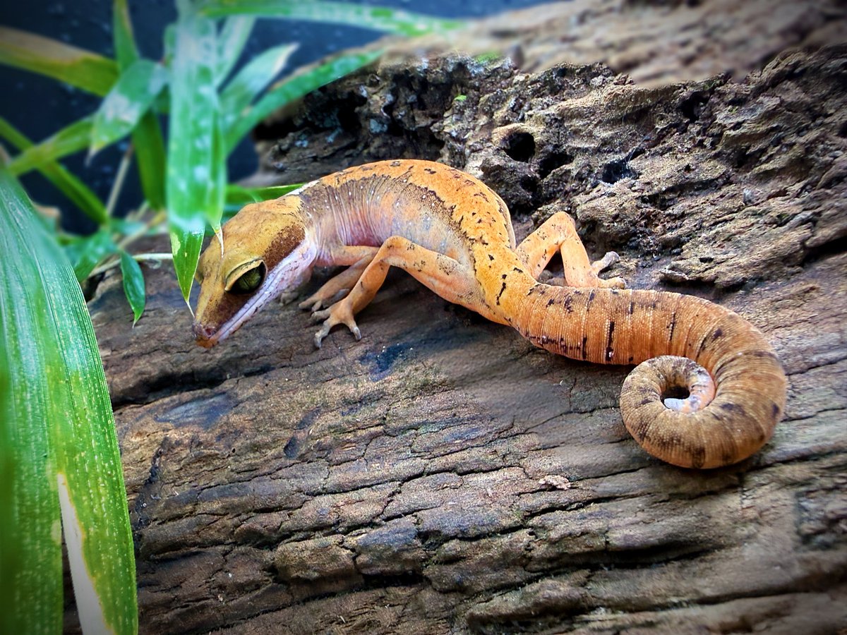 Aaron Jousiffe tweet media