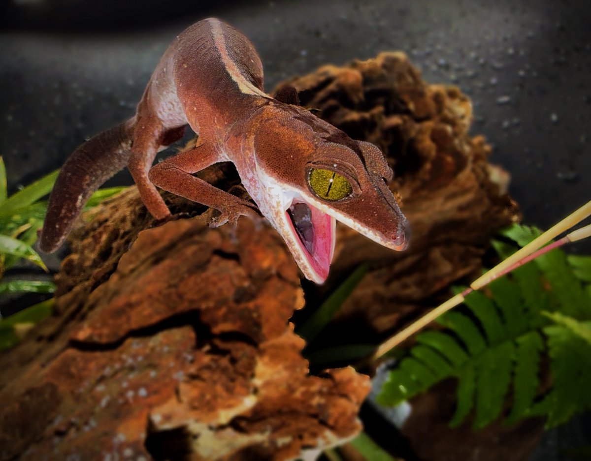 Aaron Jousiffe tweet media