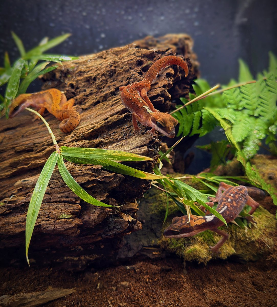 Aaron Jousiffe tweet media