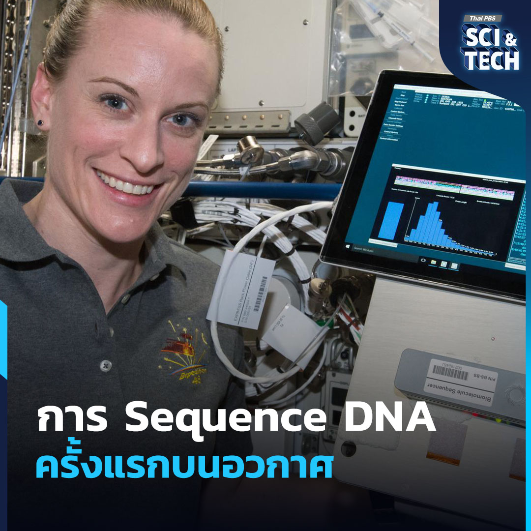 ThaiPBSSciTech's tweet image. ทำไมเราถึงทดลองถอดรหัส #DNA ใน #อวกาศ

จากการค้นพบโครงสร้าง DNA ในปี 1953 สู่ยุค #Genomics และ #HumanGenomeProject มนุษย์พัฒนาเทคโนโลยีอ่านรหัสชีวิตจนย่อส่วนเครื่อง #Sequencer ขึ้นไปบน #สถานีอวกาศนานาชาติ ได้ในปี 2016 เป้าหมายไม่ใช่แค่โชว์ #เทคโนโลยี แต่เพื่อเฝ้าระวังการ
