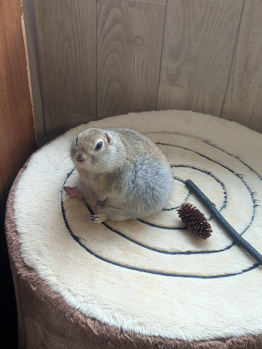 ニコルとウィリーといる日常 tweet media