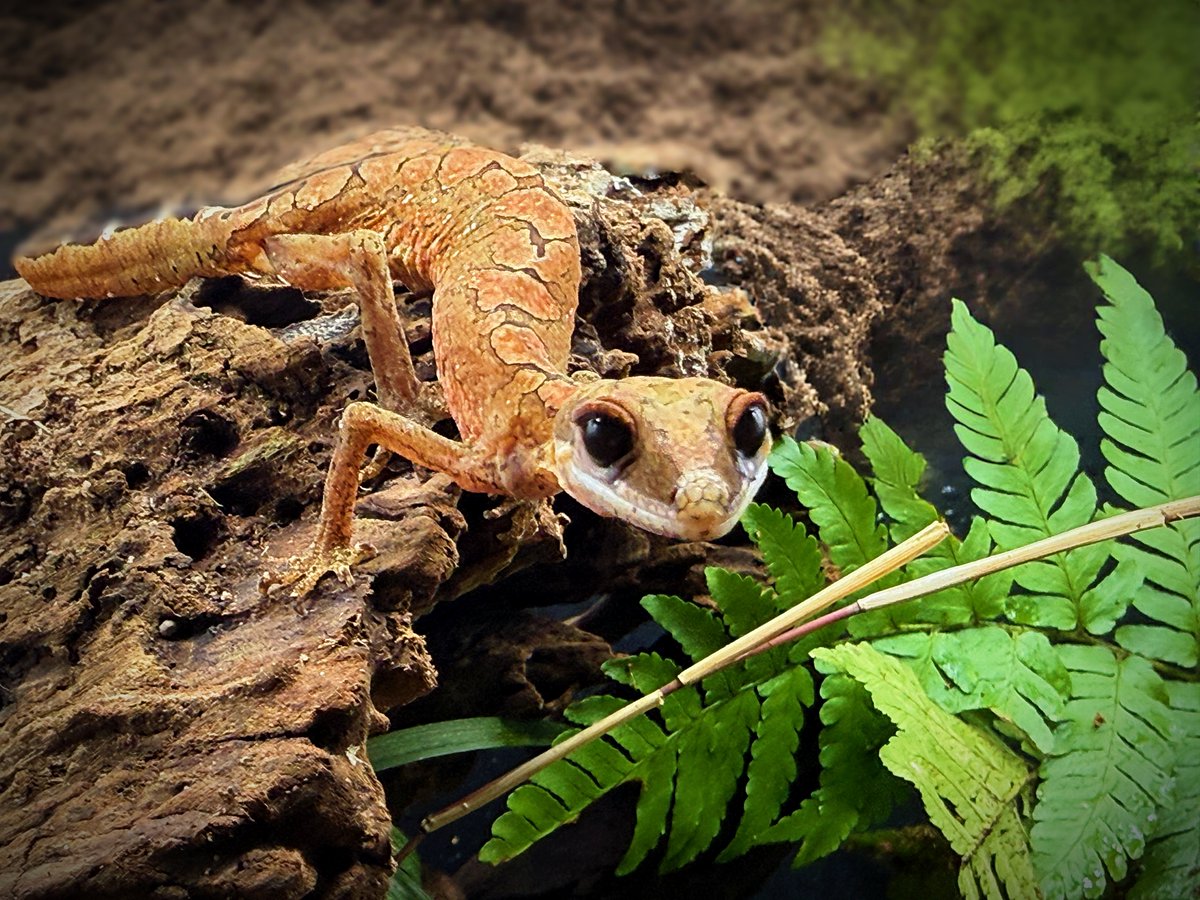 Aaron Jousiffe tweet media