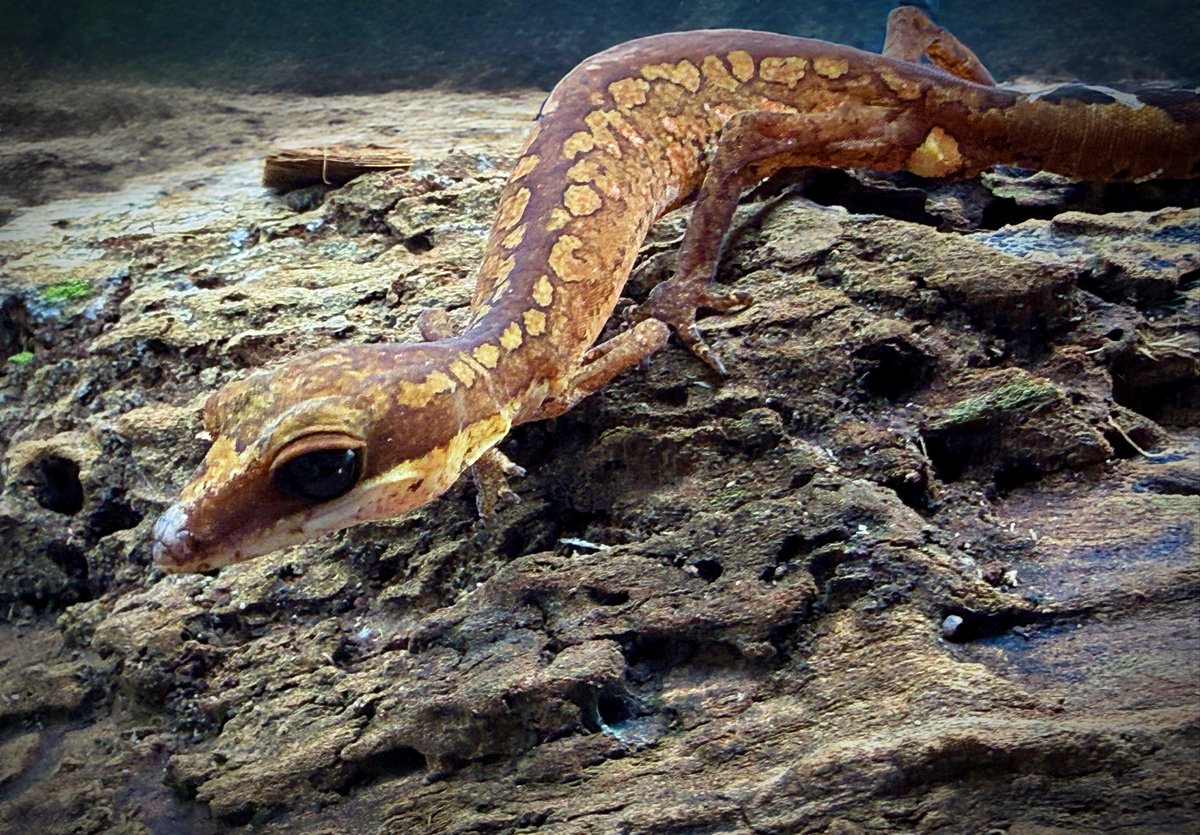 Aaron Jousiffe tweet media