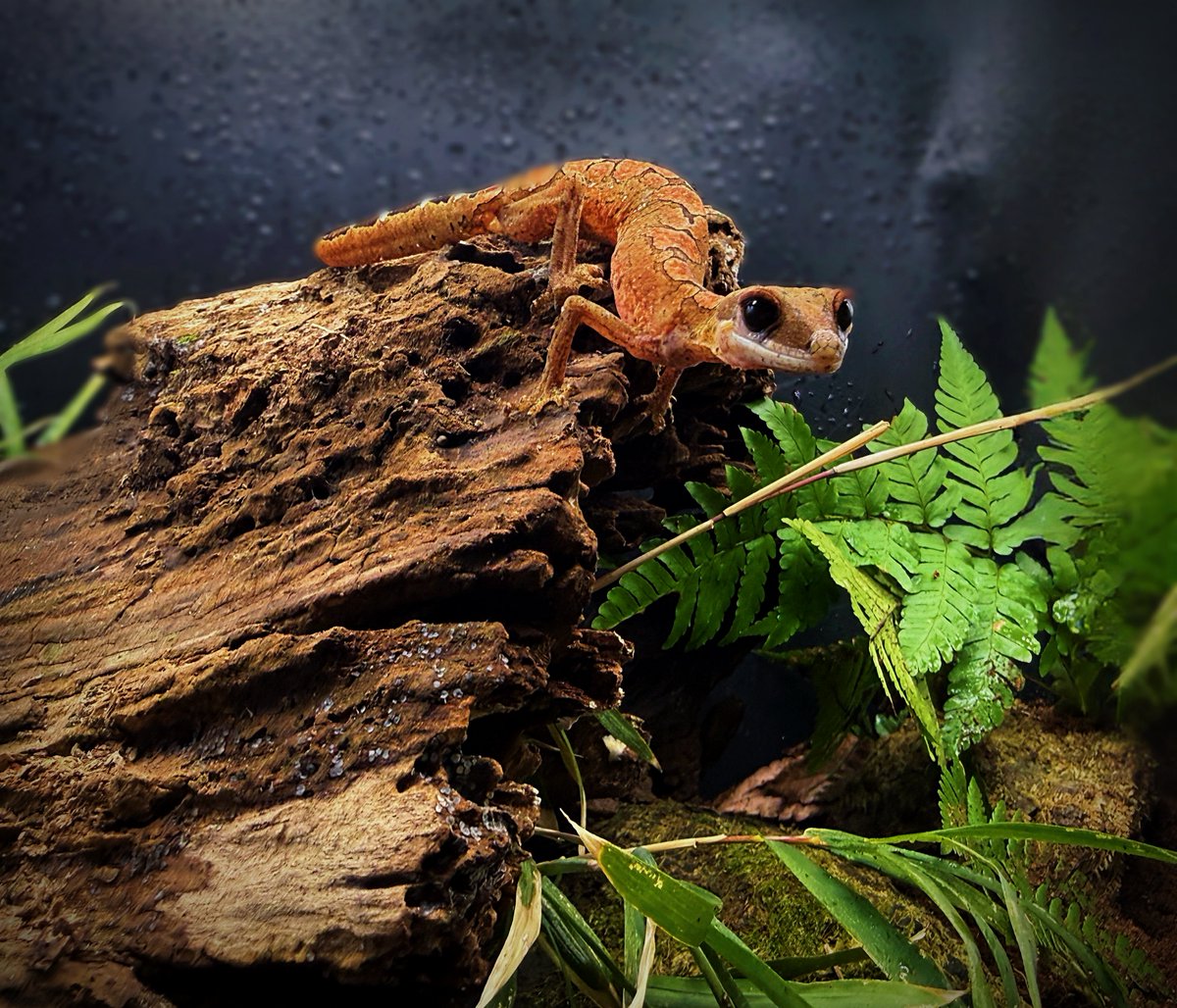 Aaron Jousiffe tweet media