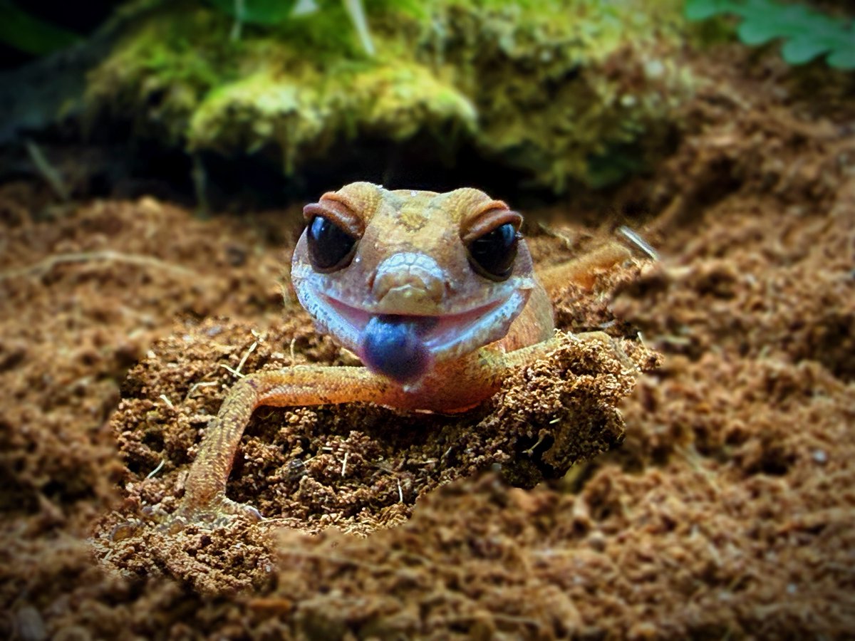 Aaron Jousiffe tweet media