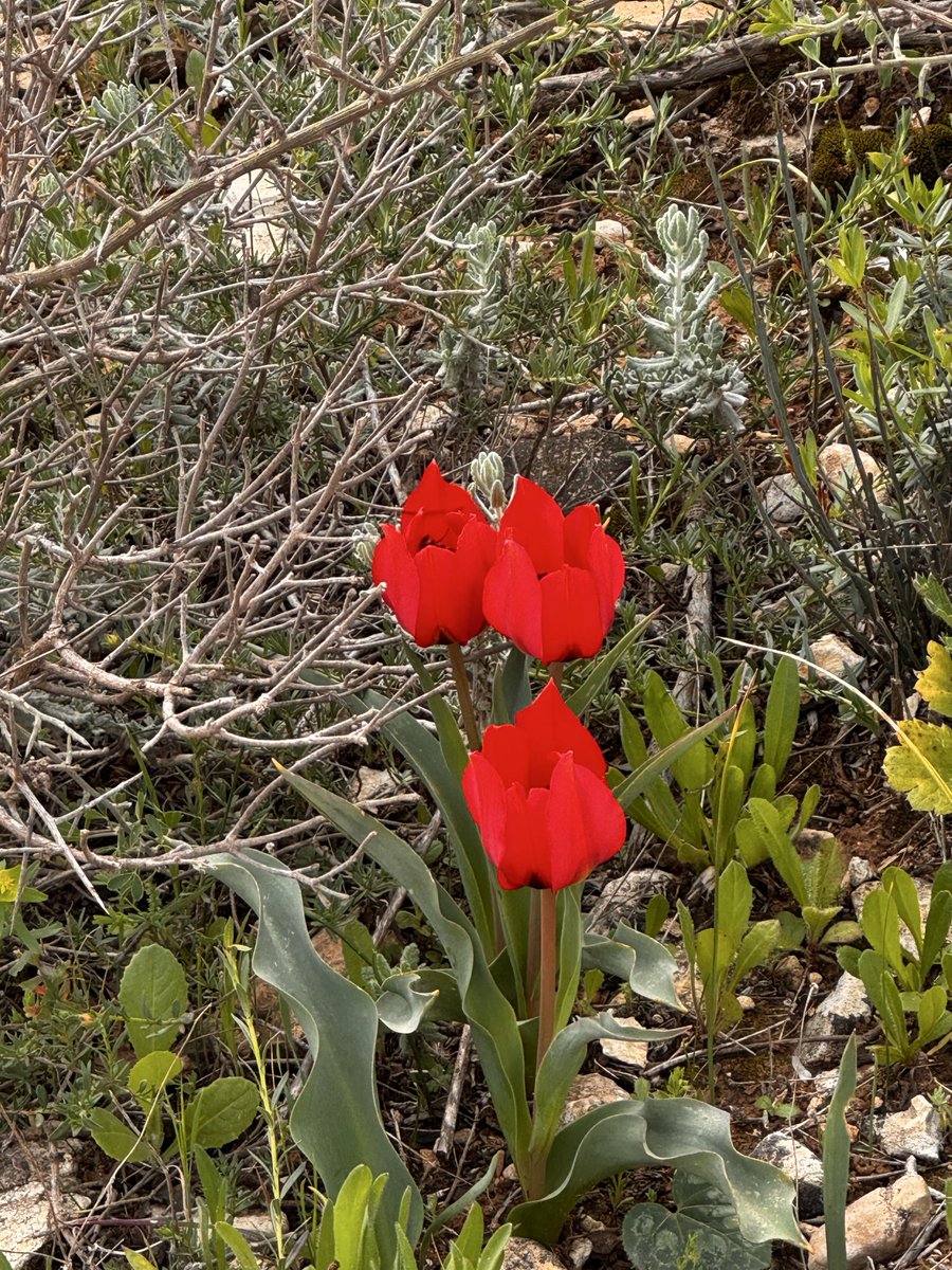 nurithamit's tweet photo. מטוסי קרב בשמים, צבעונים באדמה https://t.co/8yYLpEFrI7