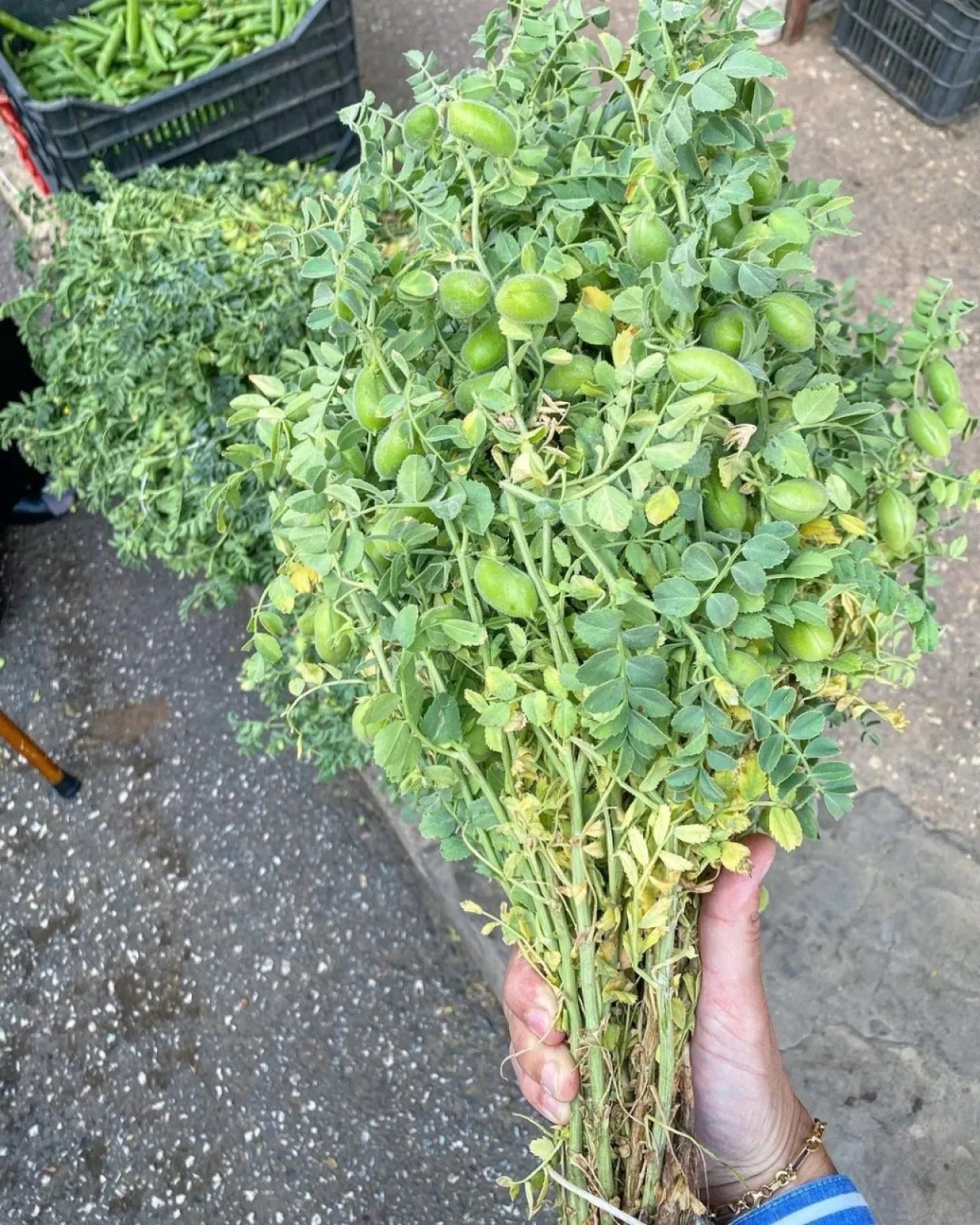 علماء ينجحون في زراعة (الحاملة) في تربة تحاكي سطح القمر 