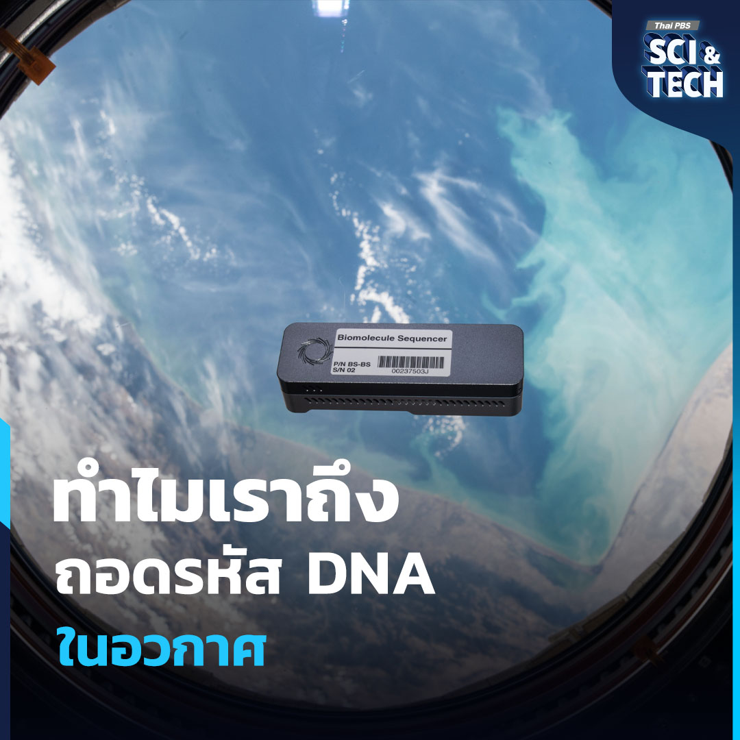 ThaiPBSSciTech's tweet image. ทำไมเราถึงทดลองถอดรหัส #DNA ใน #อวกาศ

จากการค้นพบโครงสร้าง DNA ในปี 1953 สู่ยุค #Genomics และ #HumanGenomeProject มนุษย์พัฒนาเทคโนโลยีอ่านรหัสชีวิตจนย่อส่วนเครื่อง #Sequencer ขึ้นไปบน #สถานีอวกาศนานาชาติ ได้ในปี 2016 เป้าหมายไม่ใช่แค่โชว์ #เทคโนโลยี แต่เพื่อเฝ้าระวังการ