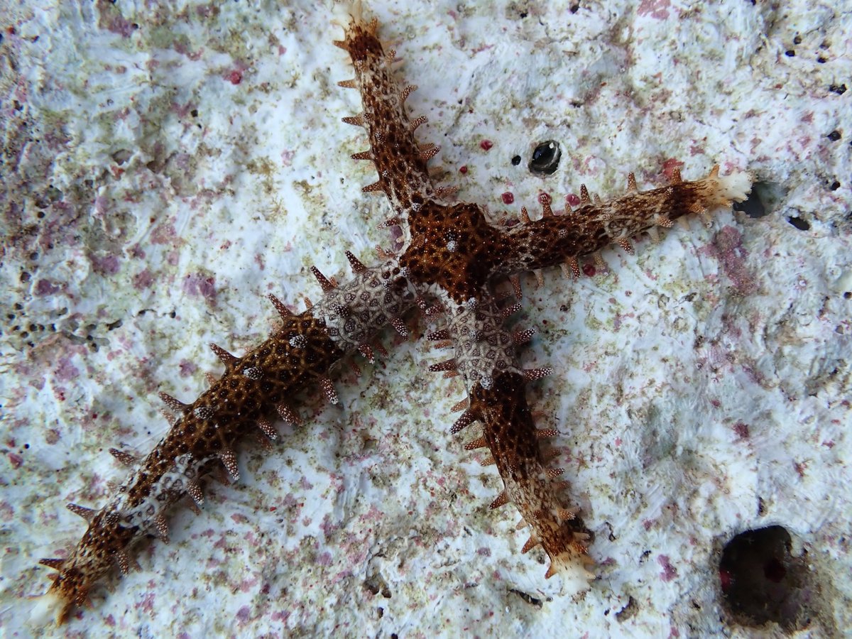 死サンゴ礫の裏側に居たフトトゲヒトデです。腕に並ぶ棘に細かい白色の顆粒が並んでいるのが特徴です。
自切が多い種なのか、この個体は腕の長さが不ぞろいですし、1腕を欠いていますね。