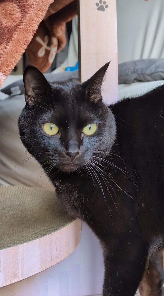 roko_kuroneko's tweet image. ニャルソック開始にゃ( ・`д・´)
#ニャルソック #猫 #黒猫