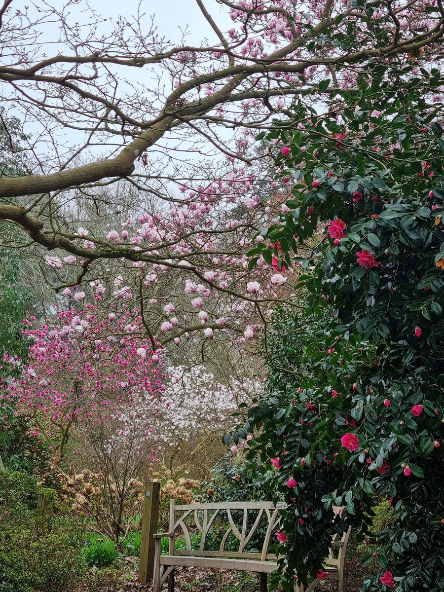 Good morning Muggles ☕️🌸 Happy weekend 🥳 Spring walk yesterday which was so lovely. Just before the heavens opened for the rest of the day ☔️ Have a great Saturday everyone 😀