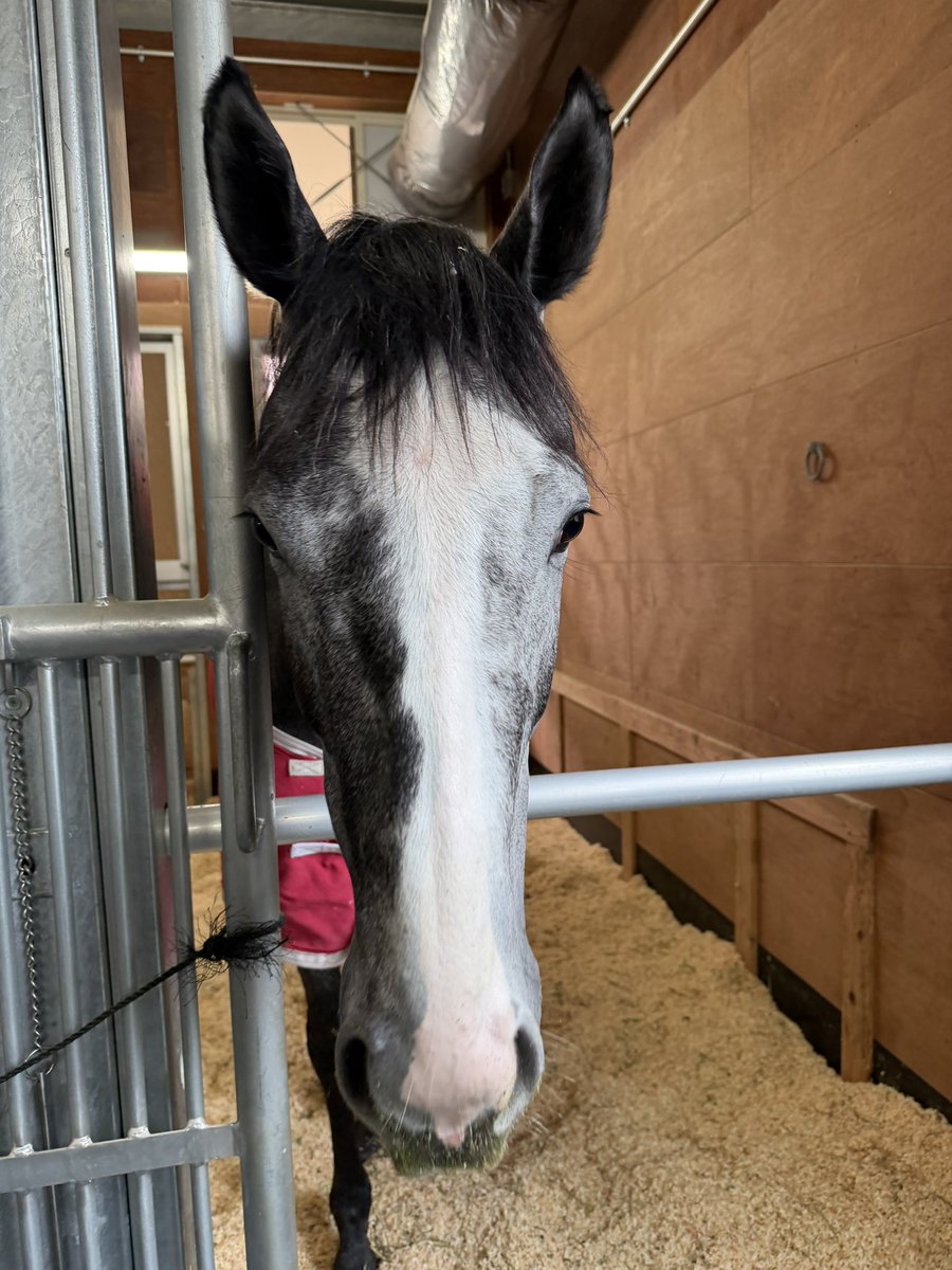 Meg∞🏇📷️🎾🤫 (@M89oumasan) / Posts / X