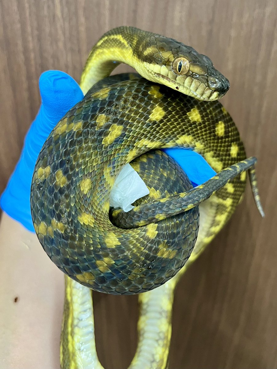 Suke Rep 神戸店 tweet media