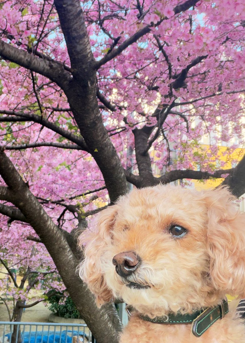 まゆみん𓂃𓂂ꕤ*.ﾟ (@marumaru11751) / Posts / X