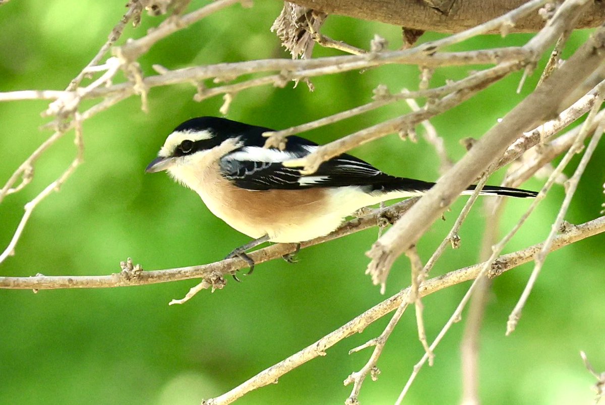 mark@birdingpinoso tweet media