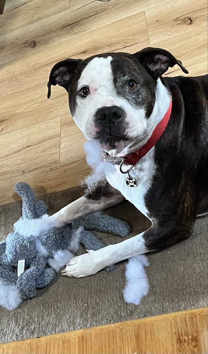 DanielleMaret's tweet photo. Amazing that my good boy Romeo can say so much about me https://t.co/4qqfAjilQS