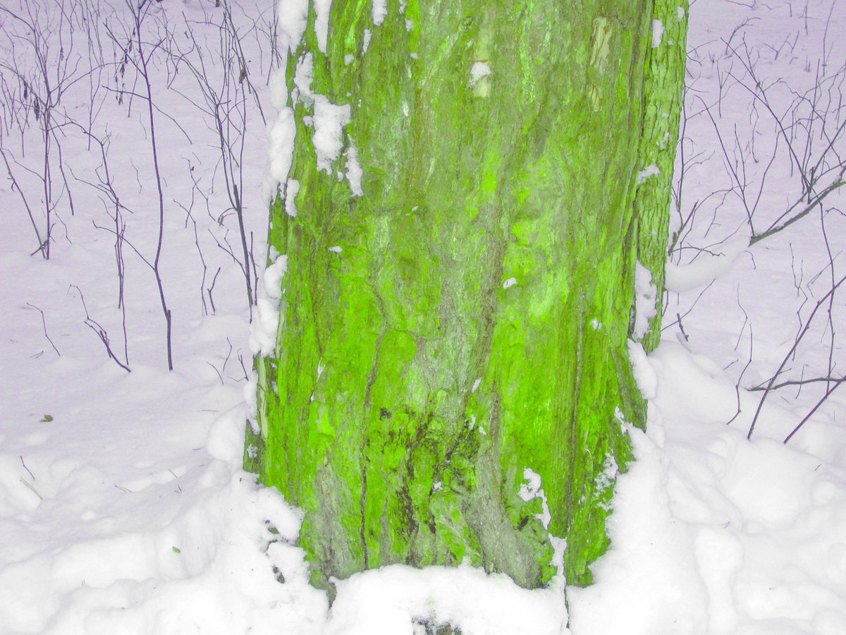 borz0ke's tweet photo. GreenVioletForest #1
See full collection on pinterest^^: https://t.co/473ZahMgGc
⊹ ࣪ ˖
#photo #dreamcore #y2k https://t.co/jY0AiXpXTF