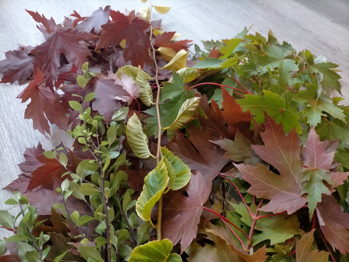 Dr. Ann Lawless tweet media