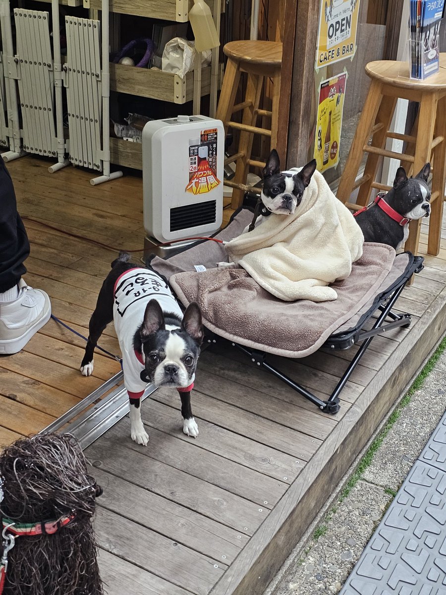 showgunn's tweet photo. いい看板のコーヒー屋がある、と見ていたら同じ犬が挨拶に出てきてくれた。。 https://t.co/0lZO3jUjZc
