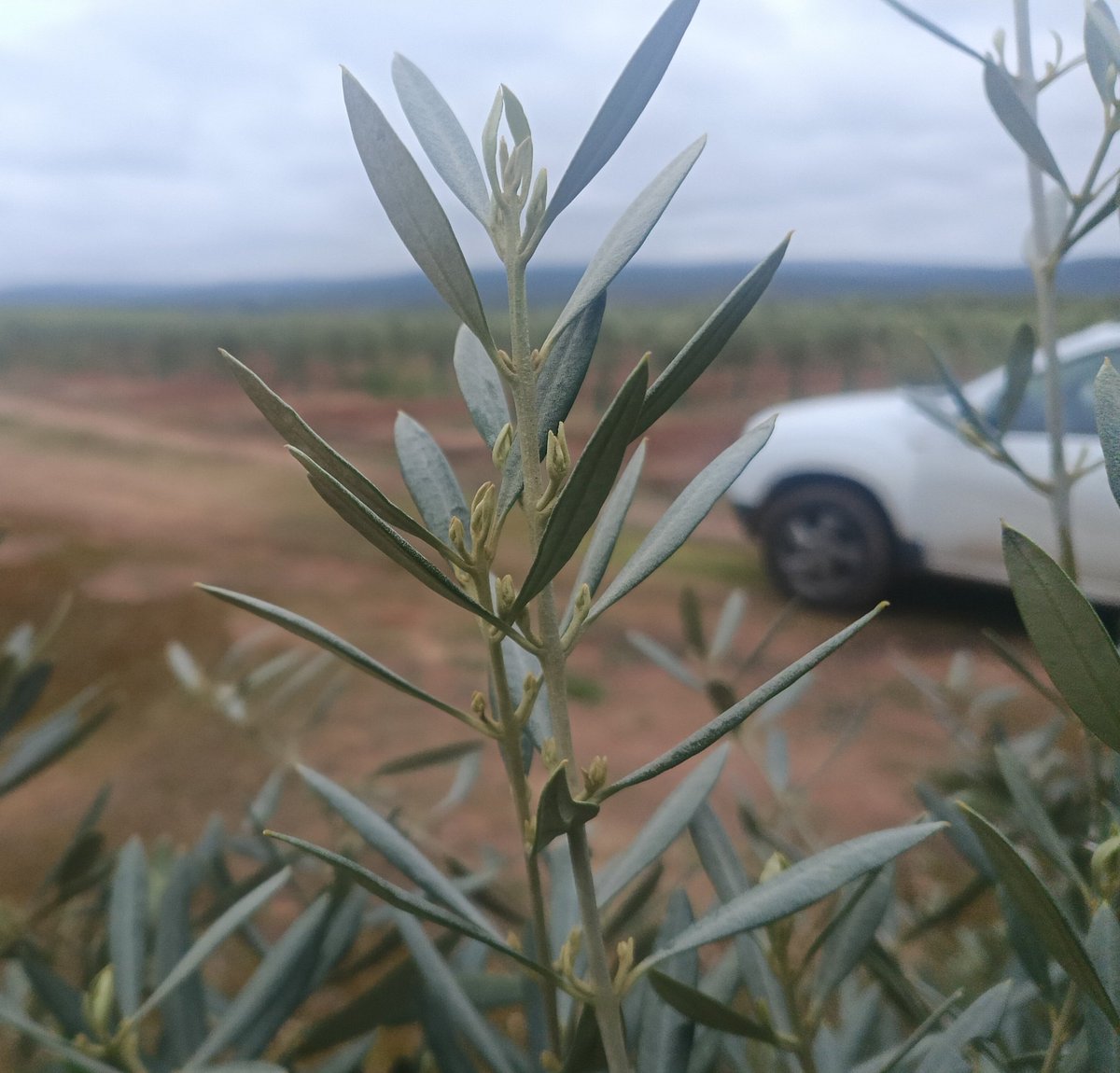 #AgropopularFloración
Buenos días desde #Linares.
Tiempo revuelto durante esta semana, con la vuelta de la #lluvia🌧️ a nuestro #olivar🌳, que sale del reposo invernal, observándose los primeros brotes, que serán las futuras aceitunas🫒.
#apiedecampo🌿 
#aceitunanegra
