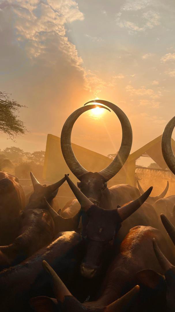 Good morning from the land of milk and honey. Are you ready to run and explore Ankole region? 
Buy your kit at only 60k and join the running team 
#Exploreuganda
#ExploreAnkole