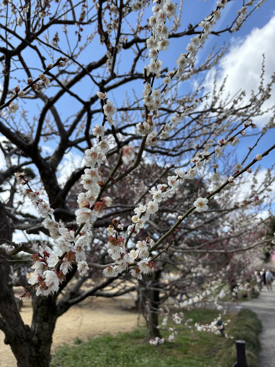 MiInesama's tweet photo. 初　水戸🚃
梅を満喫して来ました🌸 https://t.co/J2haqJtCvm