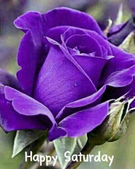 emilyedwards349's tweet image. Happy Saturday -
May your day be full of good surprises - scattered with smiles, and easy laughter.
Have an awesome day.

#WritingCommunity #earlybird #saturdaymorning #SaturdayThoughts #GoodMorning