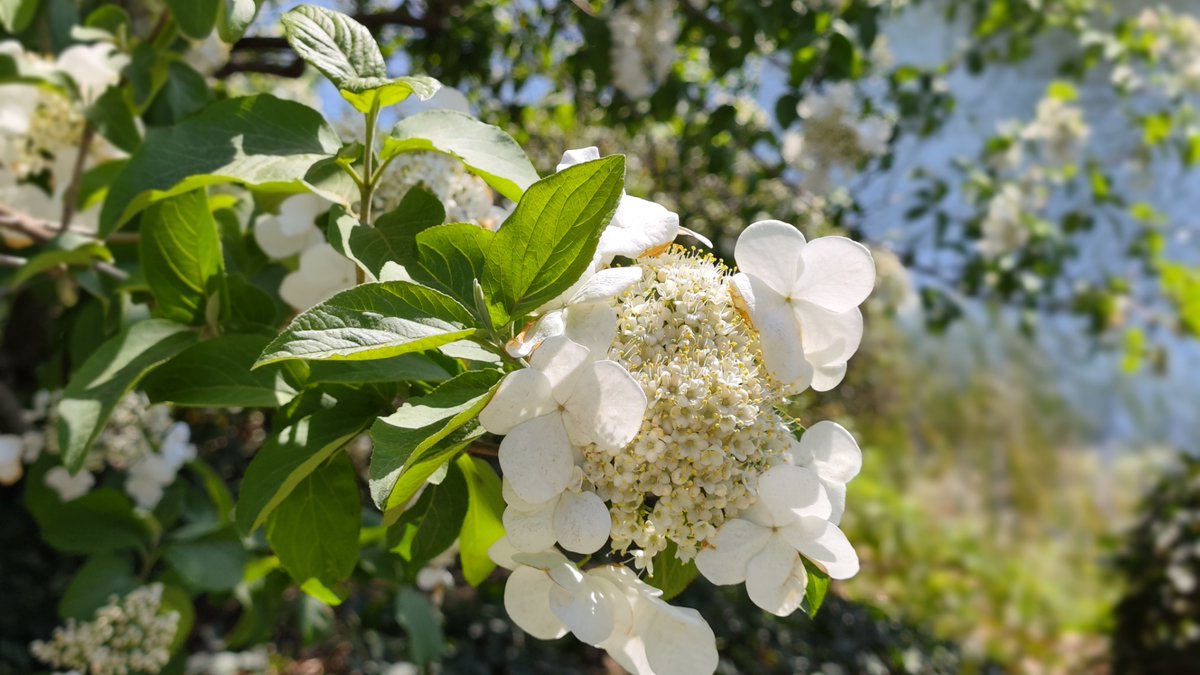 Martln Shikrail tweet media