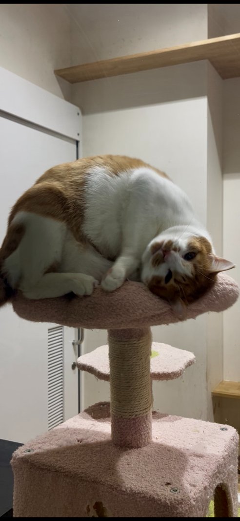 【動物の飼い方講習会及び譲渡会を開催します】
日時：令和8年3月14日（土）13時から講習開始（受付：12：30～13：00）
場所：和歌山市動物愛護管理センター
（和歌山市松江東3－2－63）
TEL：073-488-2032
※講習受講を希望される方は、13時までにお越しください。予約は不要です。