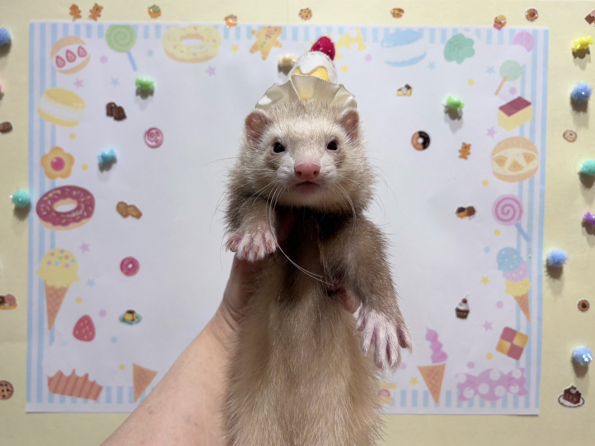 nettai_club's tweet photo. 3/7にお風呂をご利用してくれた
フェイちゃん、パンくん、セオくん、モップくんです🧁

#熱帯倶楽部吉祥寺店のお風呂に行こう https://t.co/FGVPgrF4MZ
