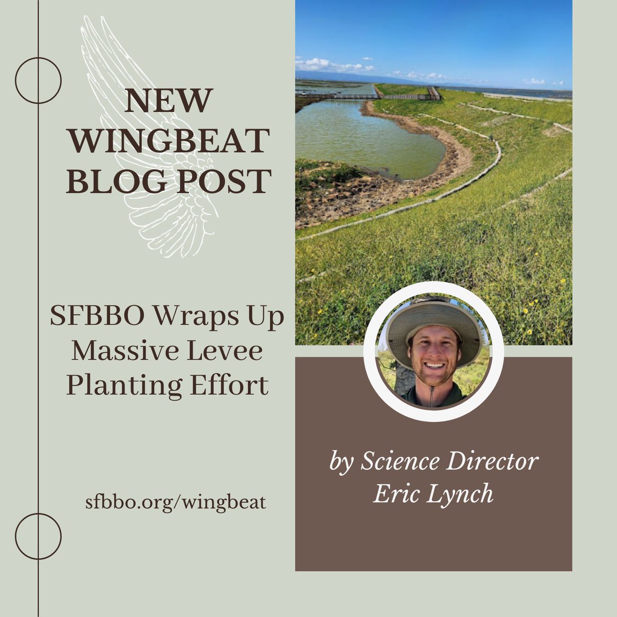 SF Bay Bird Observatory tweet media