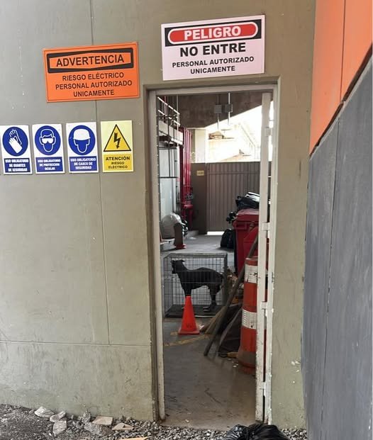 ALCE Perú🐸🐶🐱🐰🐯🐣🐮🐷🐳🐵🐢 tweet media